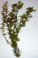 Bacopa caroliniana - 3.90€